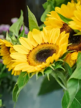 Signature Collection